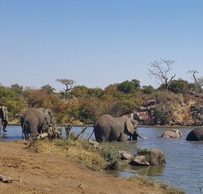 Kruger Park from Pafuri to Numbi